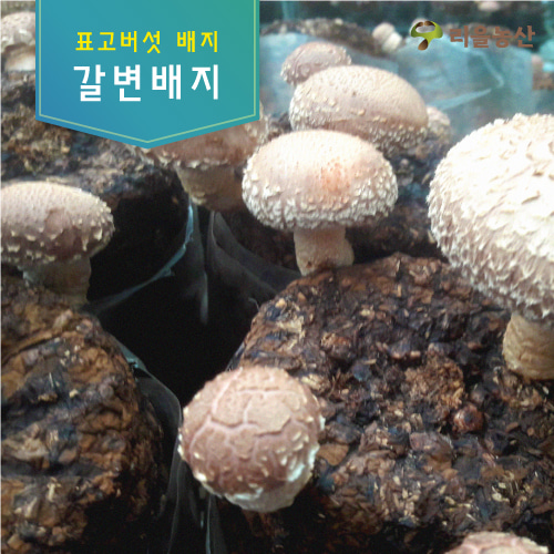 [리을농산] 표고버섯배지(갈변배지)
