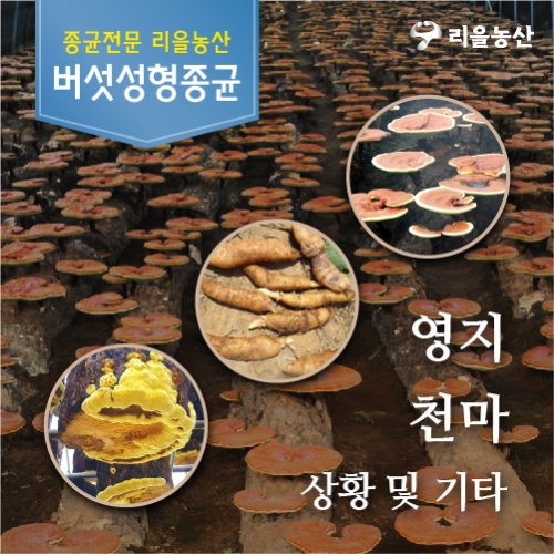 [리을농산]영지, 천마, 상황 및 기타